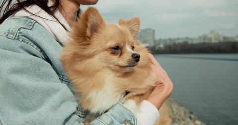 Woman holding a small foxy-colored dog Spitz. Dog looking around.
