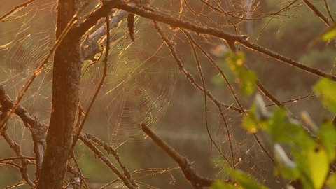 Spiderweb swaying in wind in evening on sunset in the forest, green background. Spider building a web in forest. Spider weaves a web on a tree in summer Close-up