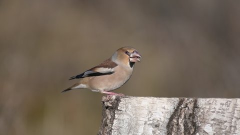 Hawfinch Coccothraustes coccothraustes. Bird is sitting on a stump on a beautiful beige background, eating seeds.
