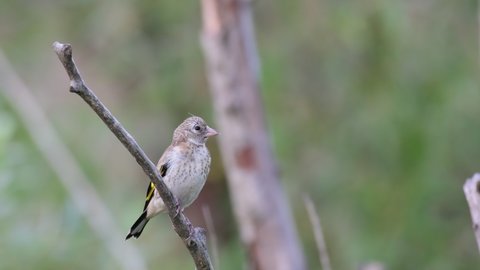 Young european goldfinch, Carduelis carduelis, sitting on a branch, in the wild. The bird flies away.