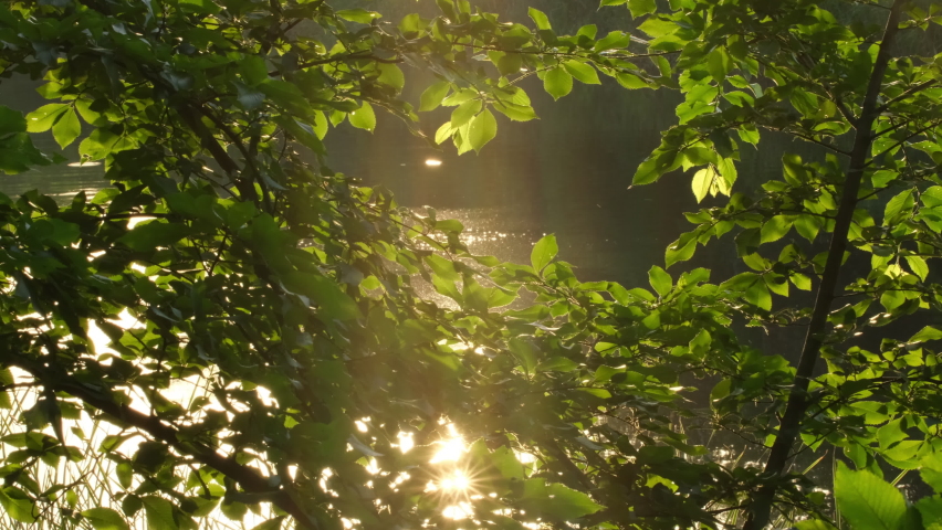 Nature background. Green Leaves on trees sway in wind, reflected in water, sun shining through foliage. River surface on summer or spring morning. Silence and natural beauty of Nature in Forest 