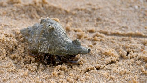 Beautiful hermit crab crawl on sand beach. Feeler animals in wild. Scenic summer in tropic. Shell mobile safety home. Cancer hermit crawls. Protective mobility in marine environments