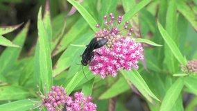 Vadnais Heights, Minnesota. Great Black Wasp, Sphex pensylvanicus feeding on Swamp Milkweed. 