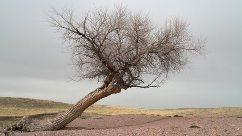 lonely tree in windy Colorado prairie, early spring scenery in Soapstone Prairie Natural Area near Fort Collins