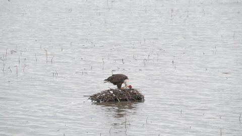 Bald Eagle plucking the feathers from a bird he is eating on a muskrat house in the Loess Bluffs National Wildlife Refuge in northwestern Missouri