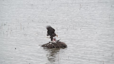 Bald Eagle eating a bird on muskrat house in the Loess Bluffs National Wildlife Refuge in northwestern Missouri