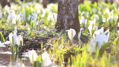 skunk cabbage in crearwater and forest,japan springtime