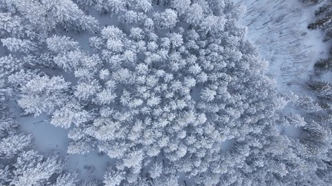 Birds Eye Aerial View of Snow Capped Conifer Trees and Forest in Mountains on Winter Season, Colorado USA