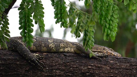Asian Water Monitor Reptile Resting On A Huge Tree Branch In Wilderness. Close Up