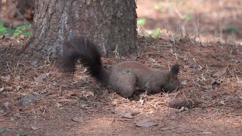 Korean tree squirrel (Sciurus Vulgaris Coreae) eating nut by the base of the pine tree in Yangjae forest, South Korea