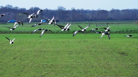 Stunning tracking shot of group of many barnacle goose taking off from land grass field fly against blue sky, day