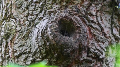 Majestic closeup of blue Eurasian nuthatch bringing food inside tree hole nest, day