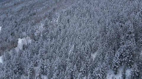 Aerial View of Forest in Winter Season in Countryside of Colorado USA, Drone Shot
