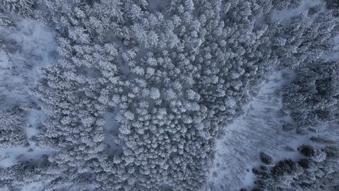 Birdseye Aerial View of Mountain Winter Landscape, White Forest and Hills in Countryside of Colorado, Spinning Top Down Drone Shot