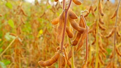 Soybean.Pods of ripe soybeans close-up.field of ripe soybeans. 4k footage