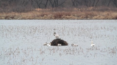 A family of  Trumpeter Swans resting on muskrat house on a blustery day in the Loess Bluffs National Wildlife Refuge in northwestern Missouri
