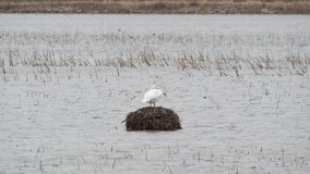 American White Pelican resting on muskrat house on a blustery day in the Loess Bluffs National Wildlife Refuge in northwestern Missouri