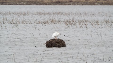 American White Pelican resting on muskrat house on a blustery day in the Loess Bluffs National Wildlife Refuge in northwestern Missouri