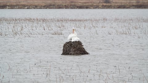 American White Pelicans resting on muskrat house on a blustery day in the Loess Bluffs National Wildlife Refuge in northwestern Missouri