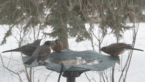Vadnais Heights, Minnesota.  American Robins drinking water from a bird bath in the winter. 