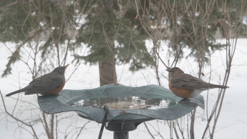 Vadnais Heights, Minnesota.  Four American Robins drinking water from a bird bath in the winter. 