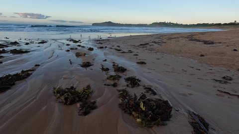 Seaweed on the coast of Mona Vale Beach, Sydney, Australia.