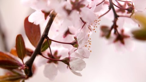Cherry Blossom, Sakura Flower, Blossoming Cherry Tree In Full Bloom On Blue Sky Background, Beautiful Spring Flowers, Fresh Pink Flowers, Beauty Of Fresh Blossoms Petals
