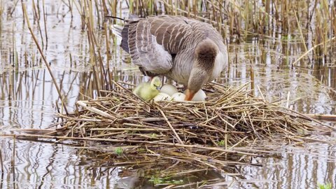 Mother goose rises in nest and rearranges eggs while early hatched young bird stands next to it