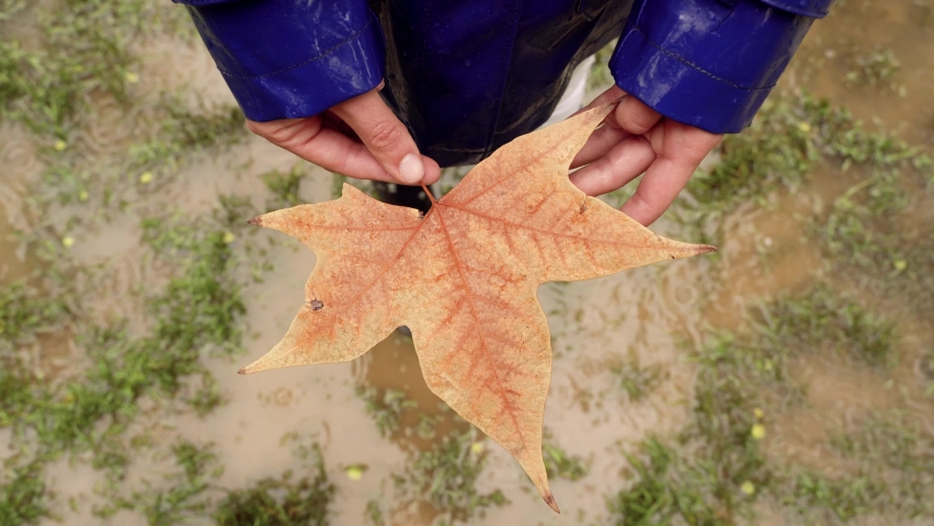 Top view of unrecognizable woman turning and touching a maple tree leaf under rain. Horizontal high angle view of fallen raindrops splashing on wet maple leaf. Nature and people backgrounds.