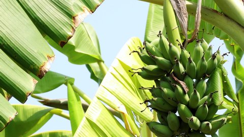 Closeup of bunch of banana,Green bananas.a banana tree focusing on the green bananas as they sway in the wind.