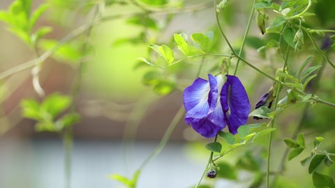 Close up of blue butterfly pea vine plant in the garden. butterfly pea flower on a green leaf background sway in the wind.