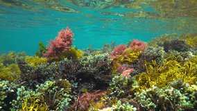 Ripples of colorful algae and water surface underwater, Atlantic ocean seaweeds, Spain, Galicia