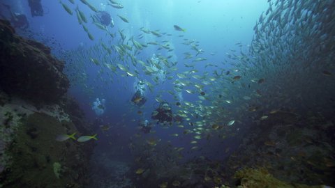 Female SCUBA diver and group with big school of fish and blows kiss
