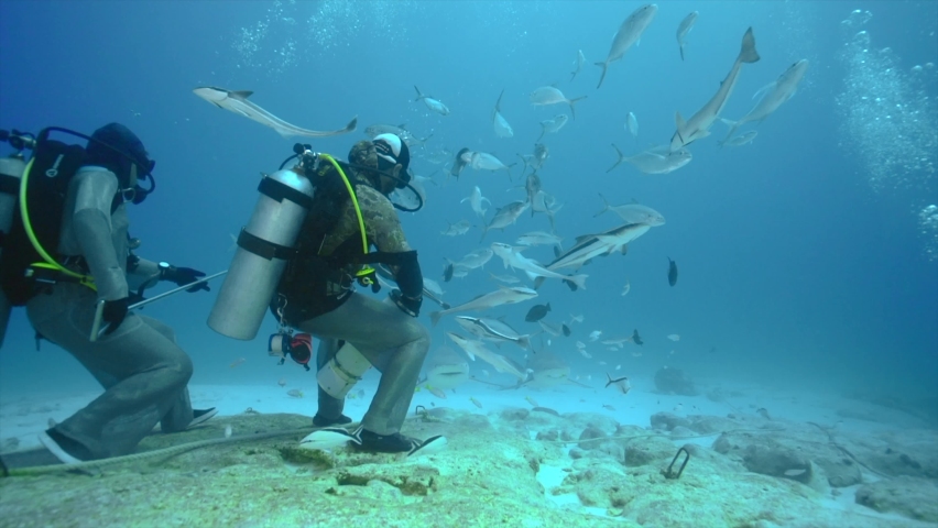 Diver in chainmail wetsuit feeding bull sharks in Playa del Carmen, Mexico