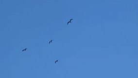 Seagulls fly high in the blue sky. A strong side wind blows the birds away. Four birds are circling in the clear sky. The concept of freedom of flight of weightlessness. Shooting from the bottom up.