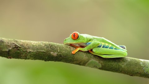 a red-eyed tree frog opens its eyes wider and turns its head towards the camera at a garden of sarapiqui in costa rica
