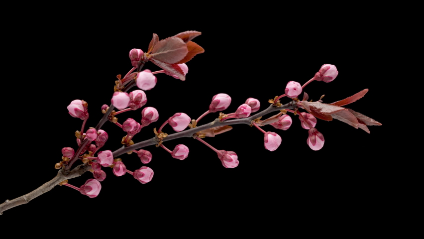 4K Time Lapse of blossoming branch with pink Cherry blossom flowers, springtime. Time-lapse spring tree branch with flowers and buds, isolated on black background. Royalty-Free Stock Footage #1089366613