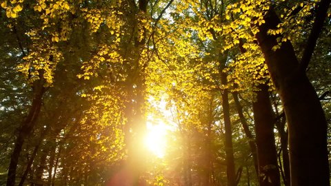 Camera moving forward and showing up to the sun shining through the tree canopy, illuminating the leaves with warm gold light
