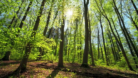 Beautiful green forest lit by warm spring sunlight
