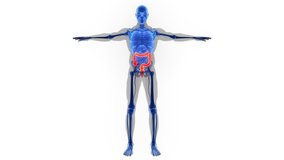 Human Digestive System Large Intestine Anatomy Animation Concept. 3D 