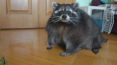 A big fat raccoon sits on the floor of the room next to the carrier and funny moves his nose sniffing the air and the toy