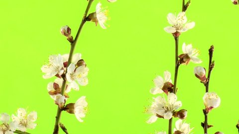 Apricot blossom isolated on green screen. Spring flowers footage. Plant time lapse. Branch of apricots pattern for decoration and design. Botanical green background. Spring concept footage. 