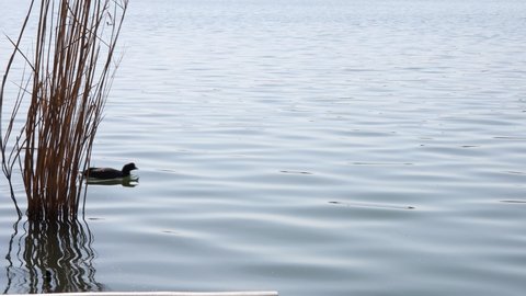  a Eurasian coot floating in the lake