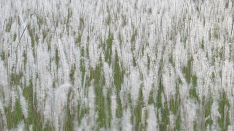 field of beautiful white reeds grass flower as wallpaper