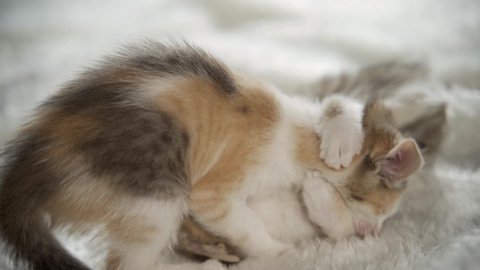 Cute baby cats fight over a toy.