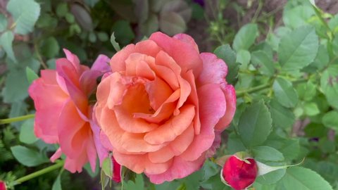 Orange, pink and apricot color Floribunda Rose Easy Does It flowers in a garden in July 2021