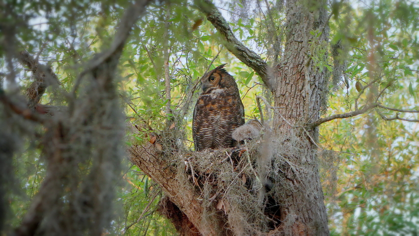 Great Horned Owl and baby owl chick sit in a nest surrounded by Spanish moss. Mother looks out at pretty to feed the cute juvenile bird that has fluffy white feathers. Medium shot. 4K