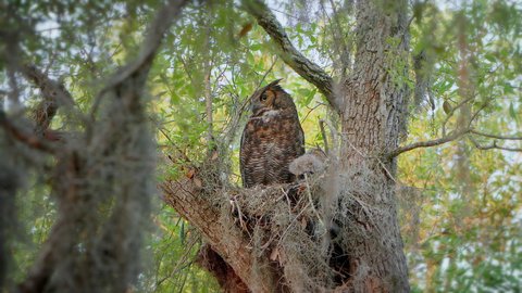 Great Horned Owl and baby owl chick sit in a nest surrounded by Spanish moss. Mother looks out at pretty to feed the cute juvenile bird that has fluffy white feathers. Medium shot. 4K