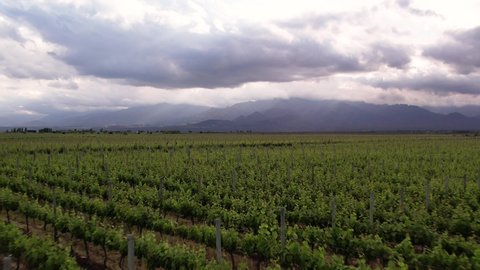 Vineyards Drone 4k Mendoza Argentina Wine 2