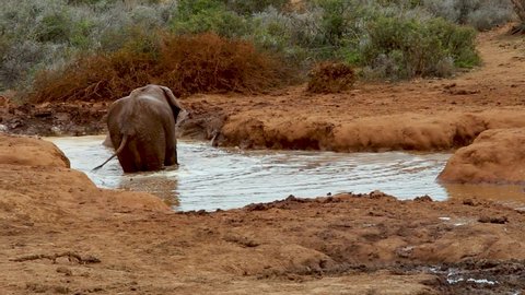 Warthog drinking at a water hole with two elephants behind at Addo Elephant Park, South Africa. Safari, wilderness, adventure concepts.